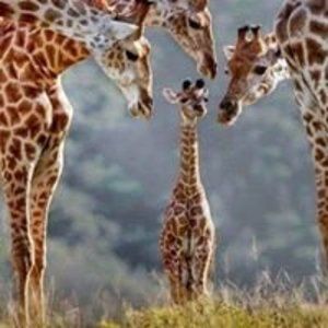 Meet your Posher, Lee